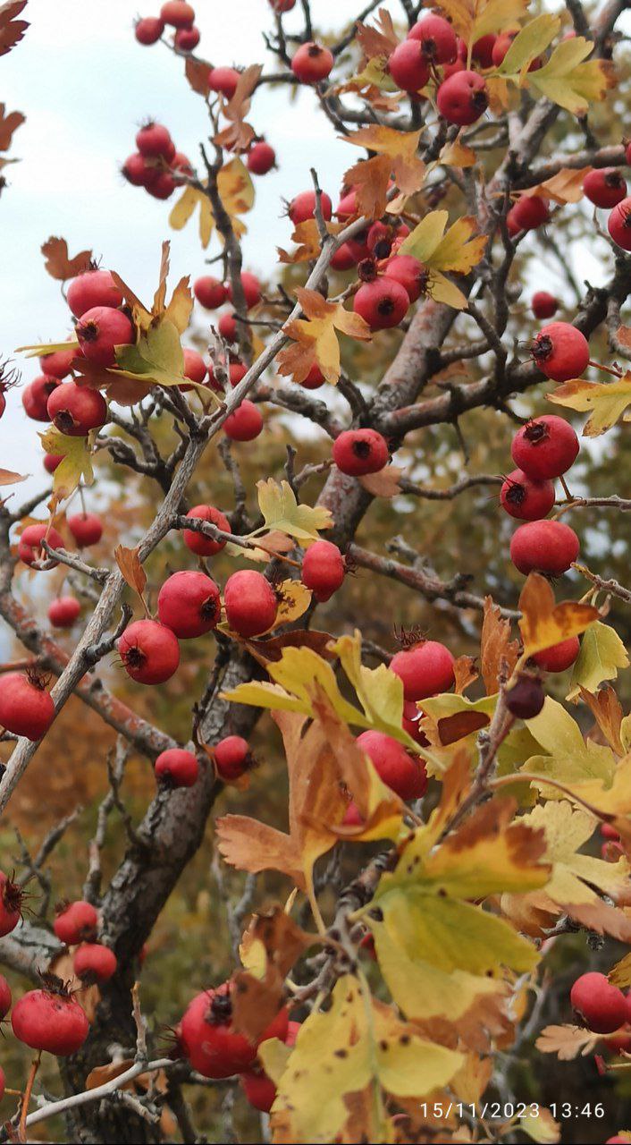 پاییز جوانرود