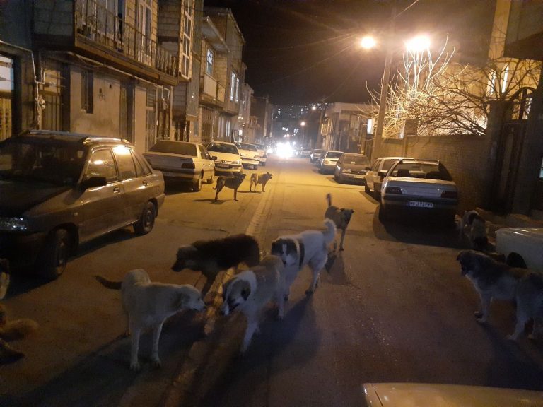 جولان سگ های ولگرد در جوانرود