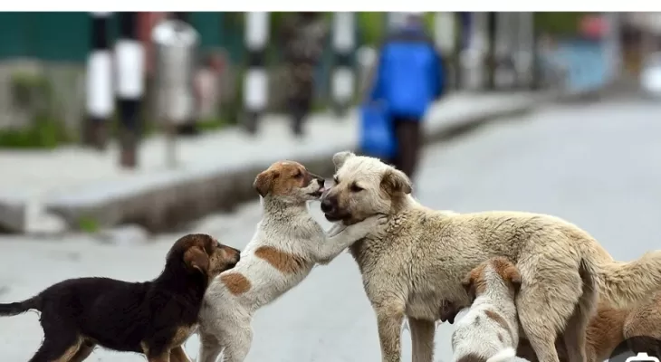 جولان سگهای ولگرد در کرمانشاه ادامه دارد