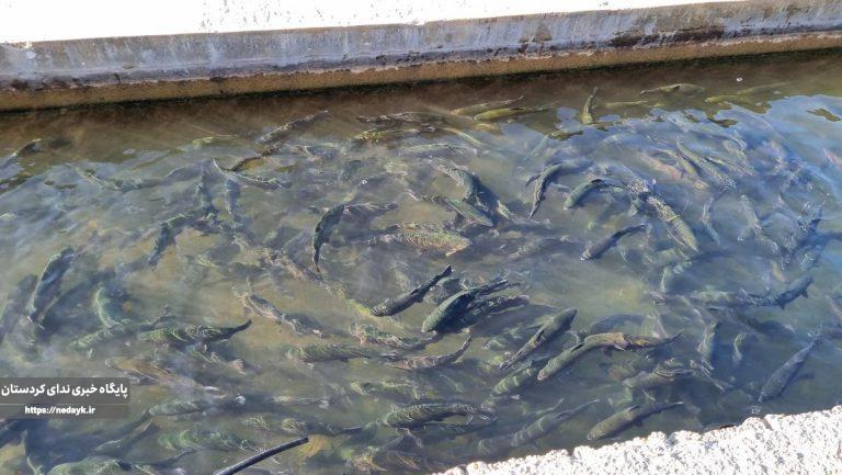 بهرهبرداری از دستگاه ازن ساز در سفیدبرگ